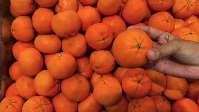 The selection process for mandarin oranges (such as the "keprok", "siam", and "tangerine" varieties). Fresh citrus fruits available in abundance.
