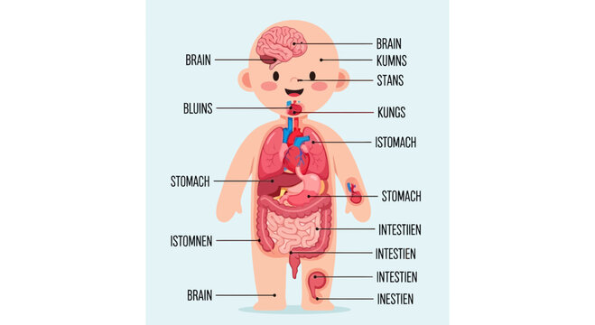 Cartoon illustration of a baby showing internal organs and basic human anatomy for educational purposes.