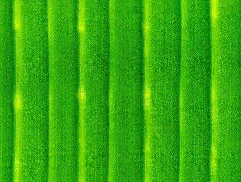 Macro close up of fresh vibrant green banana leaf texture and parallel veins