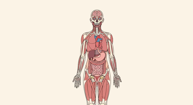 Detailed anatomical illustration of the human body showing skeletal, muscular, and major internal organ systems in a female figure.