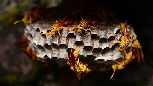 Close-up macro shot of paper wasps actively tending their hexagonal nest cells, showcasing intricate comb structure and natural social insect behavior against a dark blurred background