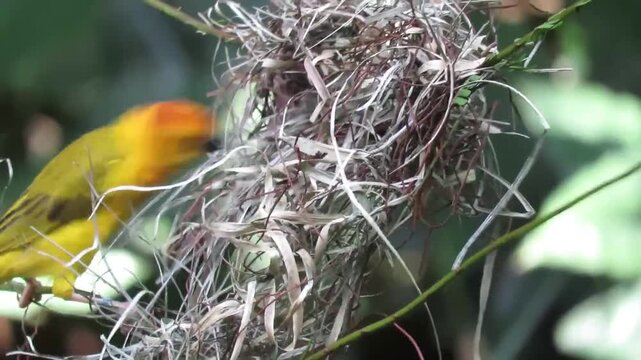 Orange-headed weaver bird perching beside its elaborate woven nest in dense tropical foliage, captured in natural light with shallow depth of field