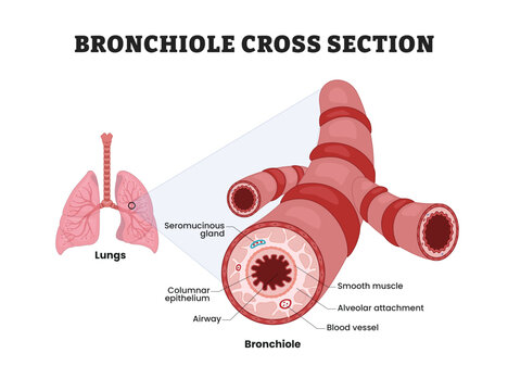 Bronchiole Cross Section Structure labeled diagram, educational respiratory poster design, airway microscopic anatomy. Lungs, bronchiole, airway, smooth muscle, blood vessel, alveolar, epithelium