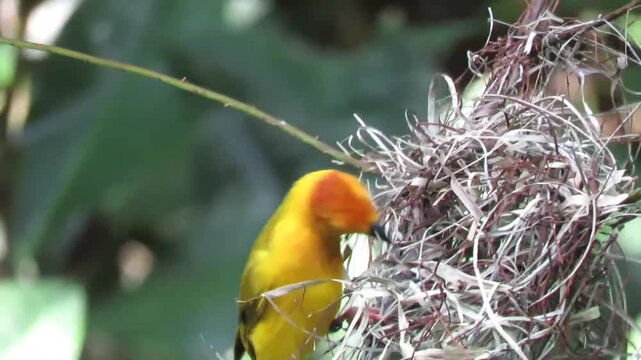 Vibrant yellow weaver bird meticulously weaving dry grass strands into a pendulous nest amid dense green foliage