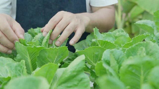Organic farming, salad farm. Science farmers are checking water conditions during planting, checking for pesticide residues. Hydroponics vegetable, Ecological Biological, Healthy, Vegetarian, ecology