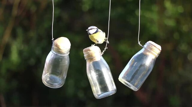 Eurasian blue tit perching on a hanging glass bottle feeder in a sunlit garden