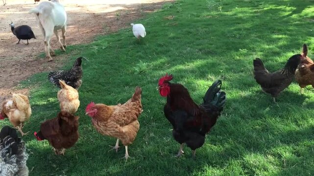Free-range chickens and a white goat foraging together on vibrant green pasture in a sunlit rural farm setting