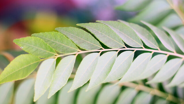 Curry leaves. Used in various culinary dishes in India, Sri Lanka, Bangladesh, and Indonesia.