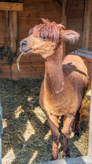 Fototapeta premium Vertical Portrait of a Llama in Natural Outdoor Setting