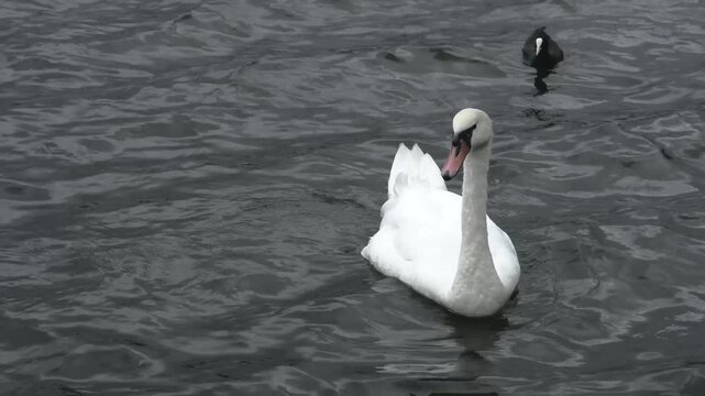 Mute swan gliding gracefully on rippling dark water with coot in background, natural pond wildlife scene
