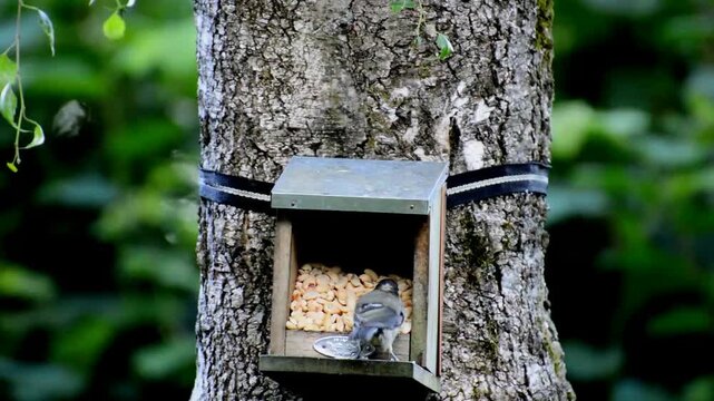 Great tit feeding at a wooden bird feeder mounted on a mature tree trunk in a lush green woodland
