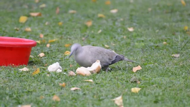 Eurasian collared dove pecking at bread crumbs on vibrant green grass in a park setting, with red plastic bowl nearby and scattered autumn leaves