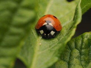 Fototapeta premium Mariquita de siete puntos (Coccinella septempunctata) descansando sobre una hoja verde brillante. Captura detallada de la naturaleza con enfoque nítido, ideal para proyectos sobre biodiversidad.