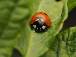 Fototapeta premium Mariquita de siete puntos (Coccinella septempunctata) descansando sobre una hoja verde brillante. Captura detallada de la naturaleza con enfoque nítido, ideal para proyectos sobre biodiversidad.
