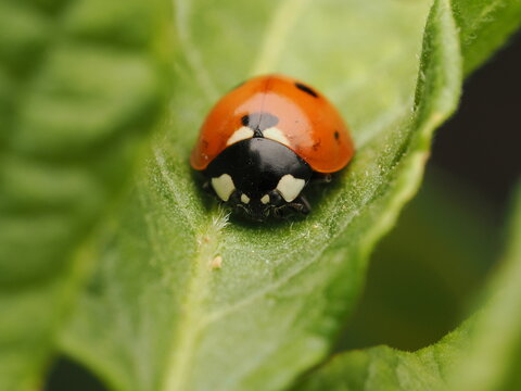 Mariquita de siete puntos (Coccinella septempunctata) descansando sobre una hoja verde brillante. Captura detallada de la naturaleza con enfoque n&iacute;tido, ideal para proyectos sobre biodiversidad.
