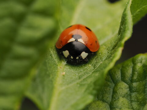 Mariquita de siete puntos (Coccinella septempunctata) descansando sobre una hoja verde brillante. Captura detallada de la naturaleza con enfoque n&iacute;tido, ideal para proyectos sobre biodiversidad.