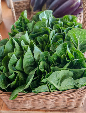 Fresh organic lettuce