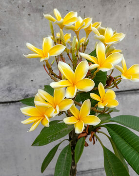 Yellow plumeria flower blooming