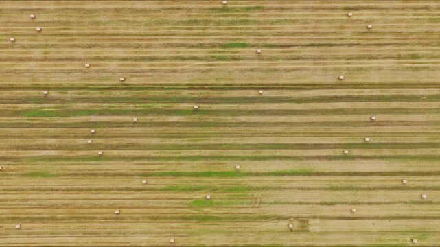 Forward aerial motion reveals golden field lines and scattered hay bales