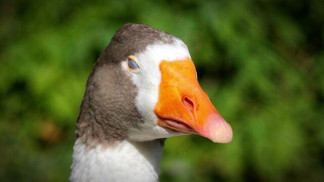 Close-Up Portrait of a Domestic Goose with Orange Beak and Closed Eye Outdoors