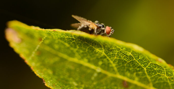 Fly on leaf covered in morning dew.