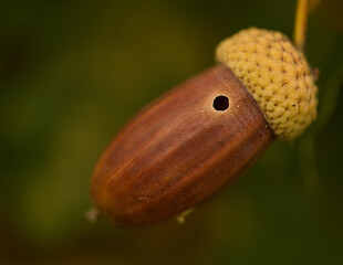 Acorn on a tree with a wormhole. © Jan