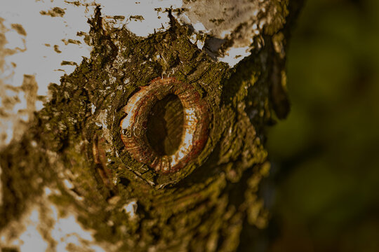 Birch tree bark, macro photo.