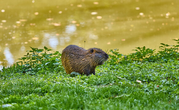 Nutria on the grass, 2026.