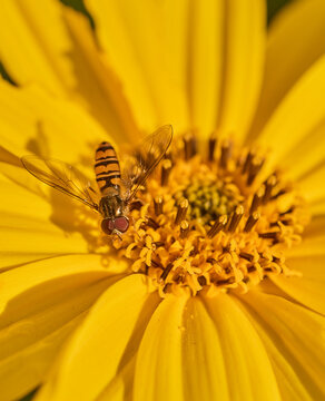 Striped hoverfly (Syrphidae) on a yellow flower.