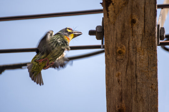 Coppersmith barbet flight beside wooden utility pole blurred wings yellow facial markings green plumage against blue sky crossed by overhead cables