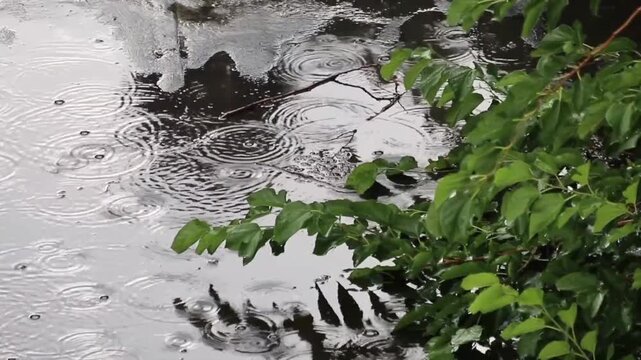Raindrops falling into a puddle, creating ripples beside green leaves with tree reflections in the water