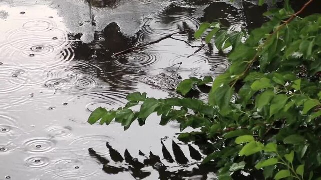 Raindrops falling into a puddle beside green leaves, creating concentric ripples and reflecting trees and sky