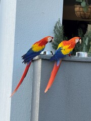 Two colorful scarlet macaws perched beside feeding bowls © Isaac