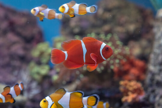 Spinecheek Anemonefish (Premnas biaculeatus) Swimming Near Coral Reef