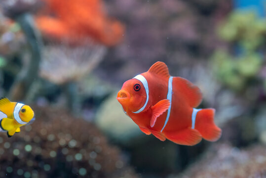 Spinecheek Anemonefish (Premnas biaculeatus) Swimming Near Coral Reef