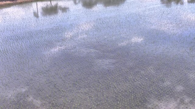 Birds Flying over Reflective Water in Flooded Rice Fields. Slow Motion. Aerial View.