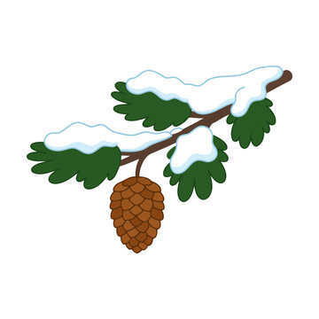 Pine cone on a green spruce branch covered with fresh white winter snow Vector