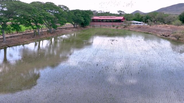 Birds Flying over Reflective Water in Flooded Rice Fields. Slow Motion. Aerial View.