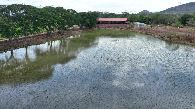 Birds Flying over Reflective Water in Flooded Rice Fields. Slow Motion. Aerial View.