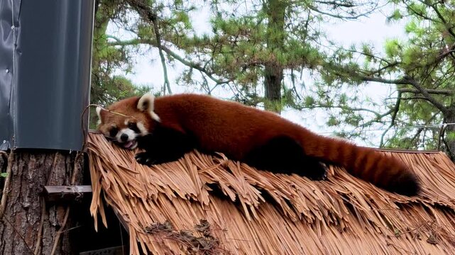 Red Panda Exploring Thatched Roof