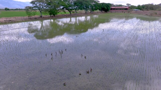 Flooded Rice Paddy with Young Rice Plants and Irrigation Water. Slow Motion. Aerial View.