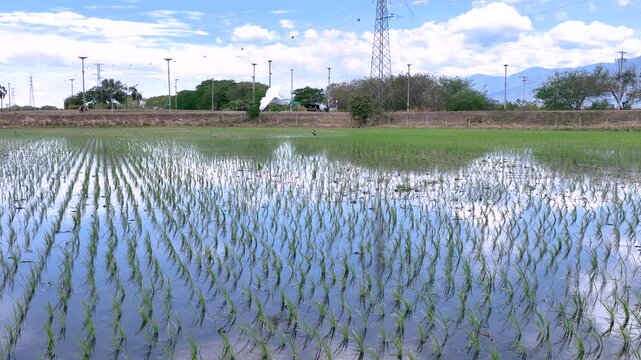Flooded Rice Paddy with Young Rice Plants and Irrigation Water. Slow Motion. Aerial View.