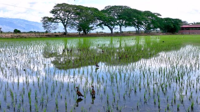 Rice Plantation with Birds over Flooded Paddy Fields in Colombia. Slow Motion. Aerial View.