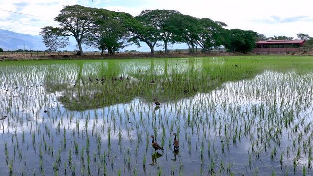 Rice Plantation with Birds over Flooded Paddy Fields in Colombia. Slow Motion. Aerial View.