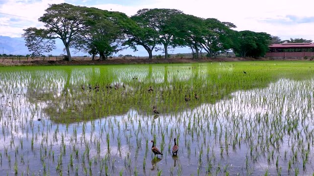 Rice Plantation with Birds over Flooded Paddy Fields in Colombia. Slow Motion. Aerial View.
