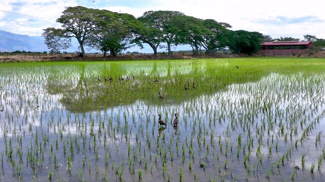 Rice Plantation with Birds over Flooded Paddy Fields in Colombia. Slow Motion. Aerial View.