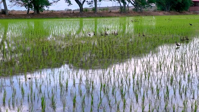 Flooded Rice Paddy with Young Rice Plants and Irrigation Water. Slow Motion. Aerial View.