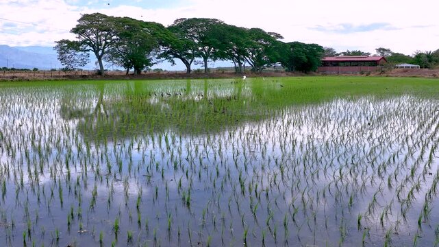 Flooded Rice Fields with Water Reflections and Birds in Colombia. Slow Motion. Aerial View.