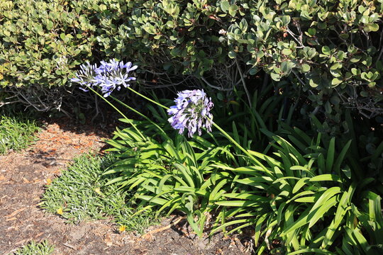 Cluster of purple Lily of the Nile flowers blooms beautifully on tall stalks amidst green strap-like leaves and thick garden foliage during a sunny day
