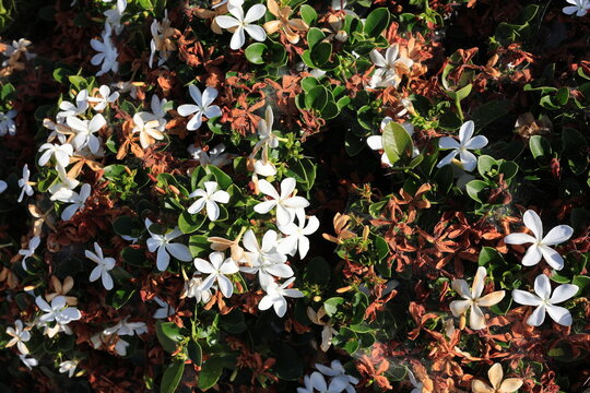 Bright white Natal Plum Carissa macrocarpa flowers bloom alongside deep green oval leaves mixed with dry brown spent blossoms on an evergreen shrub during a sunny afternoon.